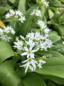 Allium ursinum (Wild Garlic) Bulbs Ready To Plant In Your Garden (Free UK Postage)