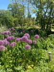 10 Allium Bulbs - Mixed Varieties - Plant Yourself (Free UK Postage)