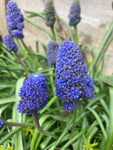 Grape Hyacinth or Muscari (Fantasy Creation) Bulbs Ready To Plant (Free UK Postage)