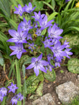 10 Triteleia laxa 'Fabiola' or Triplet Lily (Bulbs) Free UK Postage