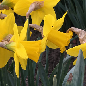 Spalding Daffodil Fields