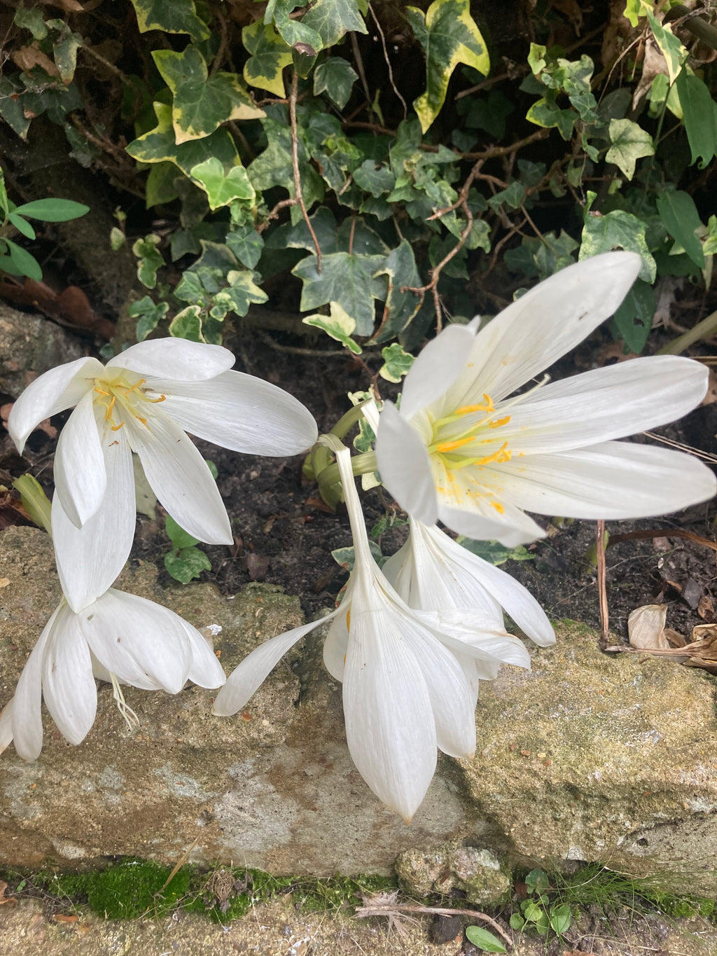 White Colchicum or Naked Ladies (Bulbs To Plant Yourself) Free UK Postage