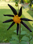 Dahlia 'Veronne's Obsidian' (Star Dahlia) Tuber To Plant (Free UK Postage)