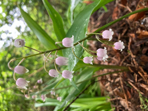 Pink Bare Root Lily of the Valley (Convallaria majalis var. rosea) Free UK Postage