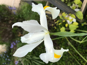 White Dutch Iris 'Alaska' Bulbs (Free Postage UK)