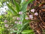 Pink Lily of the Valley Plants (Convallaria majalis var. rosea) Established in 9cm Dia Pots (Free UK Postage)
