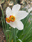 Daffodil 'Actaea' Bulbs (Narcissus) Free UK Postage
