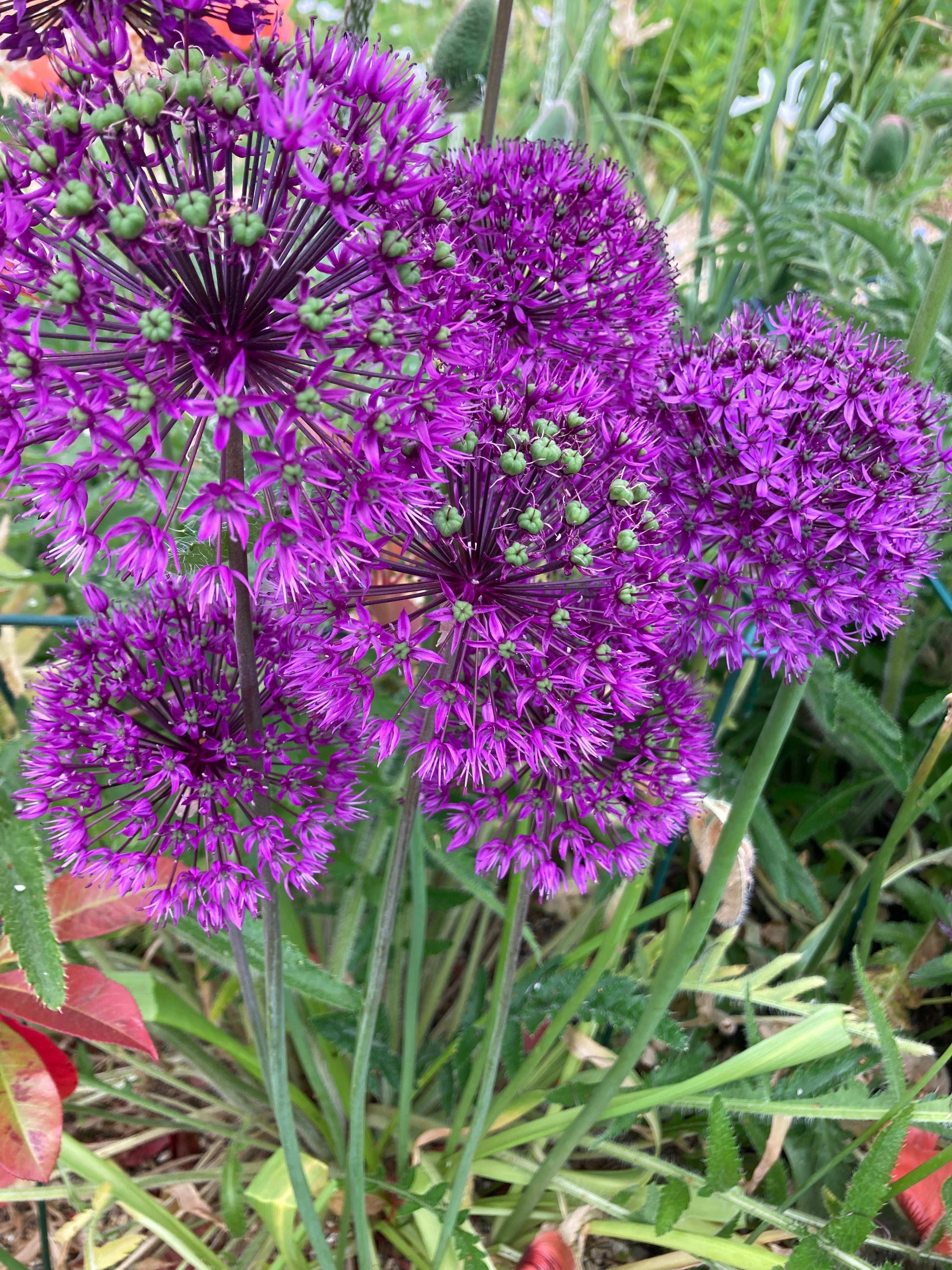 Five Ornamental Allium 'Purple Sensation' Bulbs (Free UK Postage)