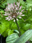 Ornamental Allium karataviense 'Ivory Queen' (Bulbs) Free UK Postage