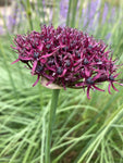 Ornamental Allium 'Atropurpureum' Bulbs (Black Garlic) - Free UK Postage