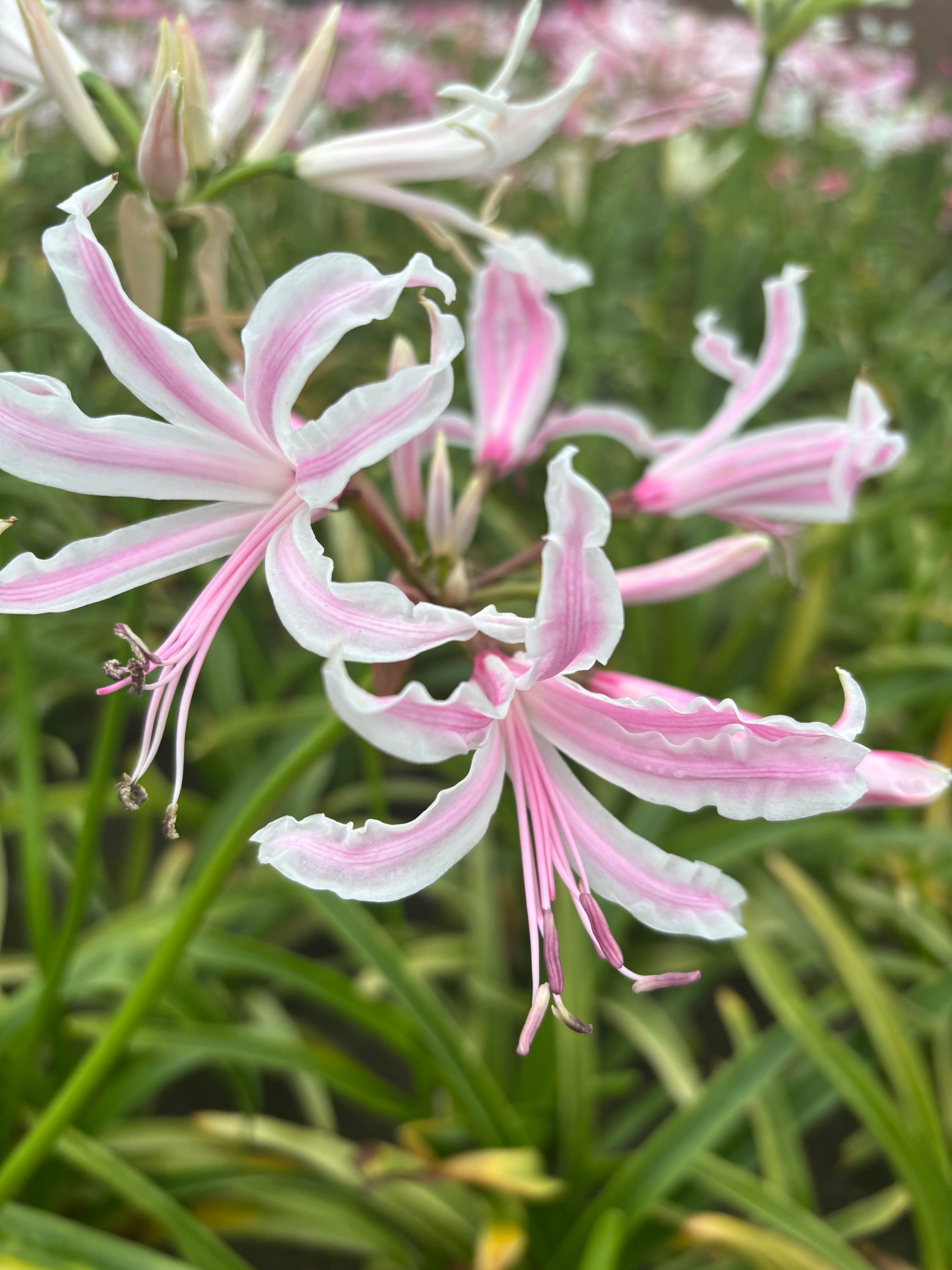 Pink Amarine belladiva (Bulbs To Plant Yourself) Free UK Postage