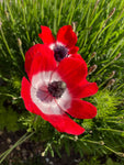 Red and White Anemone 'Hollandia' (Corms) Free UK Postage