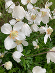 White Anemone Corms 'The Bride' (Anemone coronaria) Free UK Postage