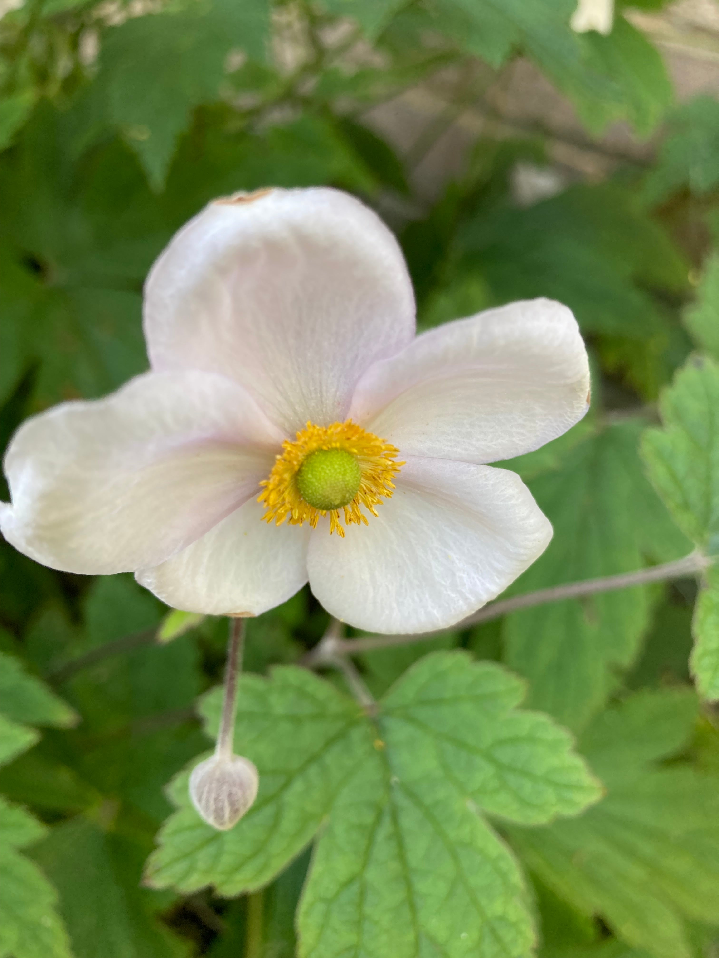 Anemone x hybrida 'Honerine Jobert' or Japanese Anemone (Budding Section of Bare Root) Free UK Postage