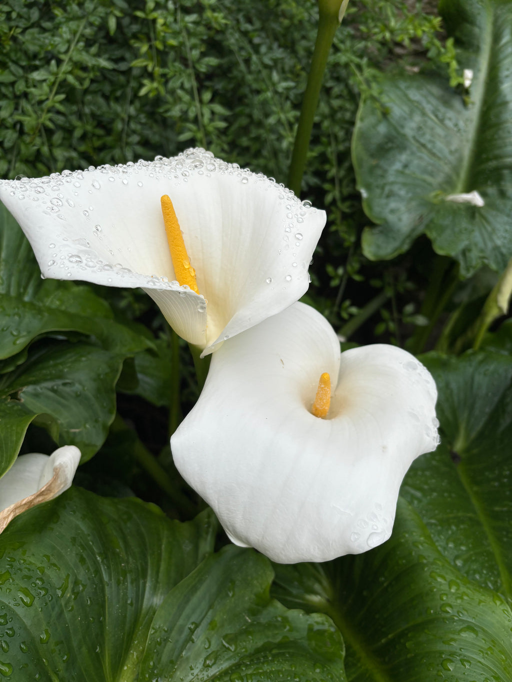 White Arum Lily or Zantedeschia aethiopica (Corms) Free UK Postage