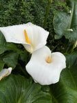 White Arum Lily or Zantedeschia aethiopica (Corms) Free UK Postage