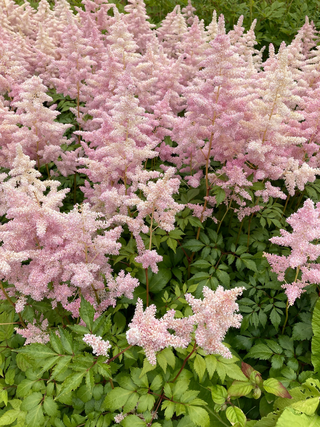 Pink Astilbe Plants 'Hennie Graafland' (False Goat's Beard) Budding Root Sections (Free UK Postage)