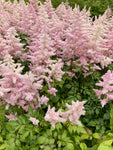 Pink Astilbe Plants 'Hennie Graafland' (False Goat's Beard) Budding Root Sections (Free UK Postage)