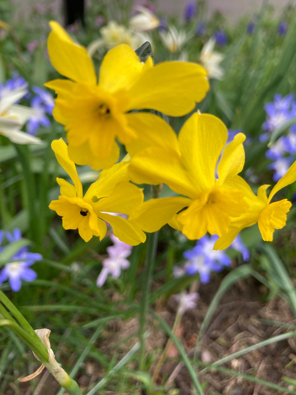 Mixed Rockery Narcissus (Bulbs) Free UK Postage