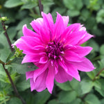 Dahlia 'Babylon Lilac' decorative large flowered - 2, 3 or 5 tubers - Free delivery within the UK