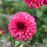 Dahlia 'Bacardi' decorative small flowered - 2, 3 or 5 tubers - Free delivery within the UK