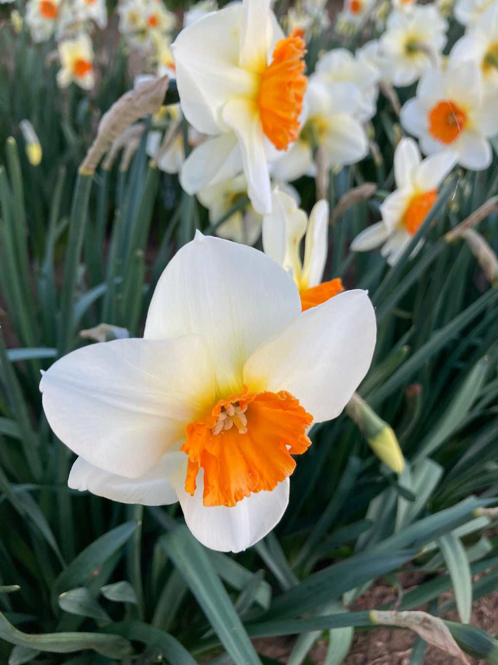 Daffodil 'Barrett Browning' Bulbs (Narcissus) Free UK Postage