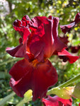 Red Bearded Iris (Rhizomes to Plant Yourself) Free UK Postage