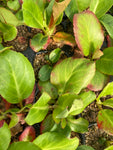 Bergenia cordifolia 'Winter Glow' (Plug Plants) Free UK postage