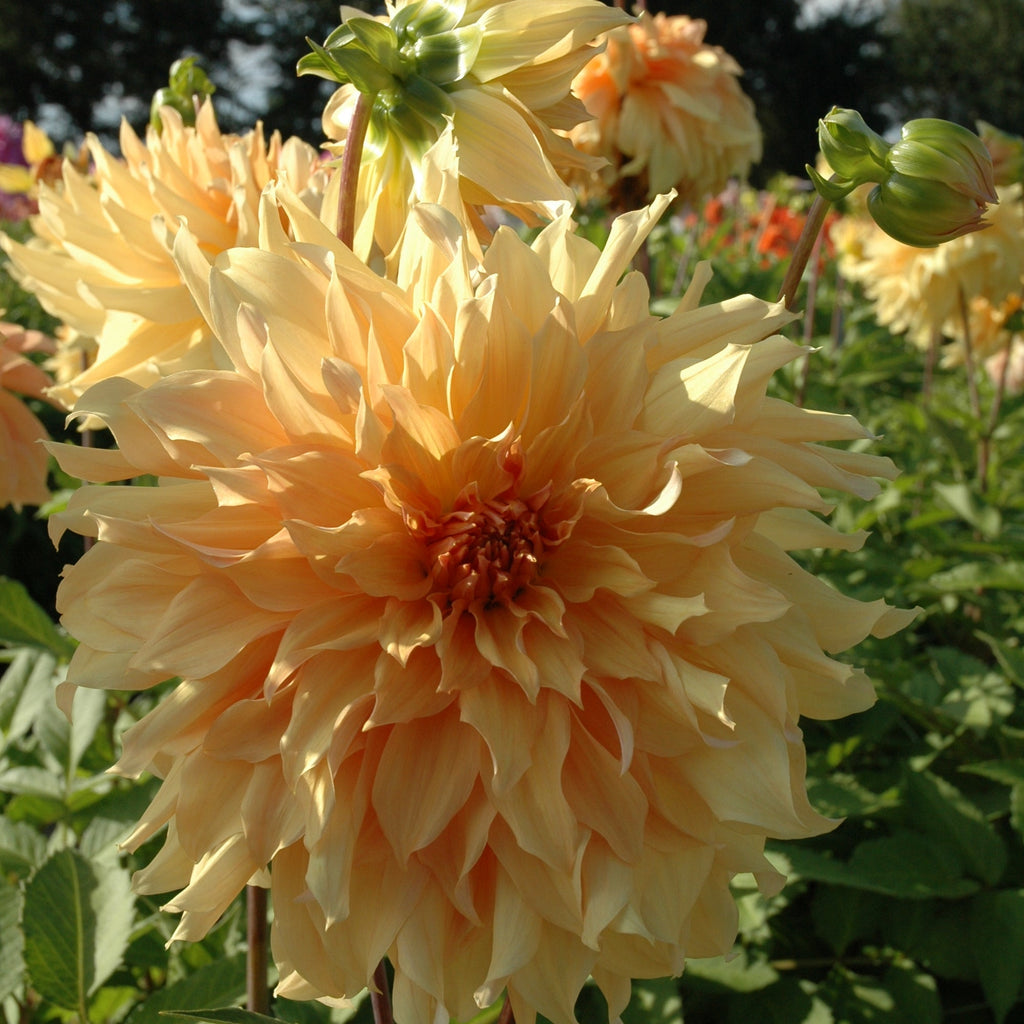 Dahlia 'Big Brother' decorative giant flowered - 2, 3 or 5 tubers - Free delivery within the UK
