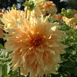 Dahlia 'Big Brother' decorative giant flowered - 2, 3 or 5 tubers - Free delivery within the UK