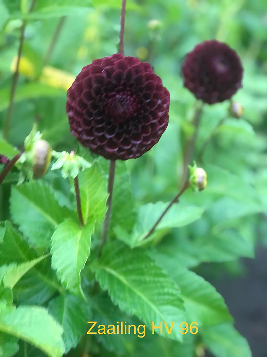 Dahlia 'Black Hero I'  NEW ball flowered - 2, 3 or 5 tubers - Free delivery within the UK