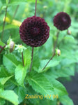 Dahlia 'Black Hero I'  NEW ball flowered - 2, 3 or 5 tubers - Free delivery within the UK