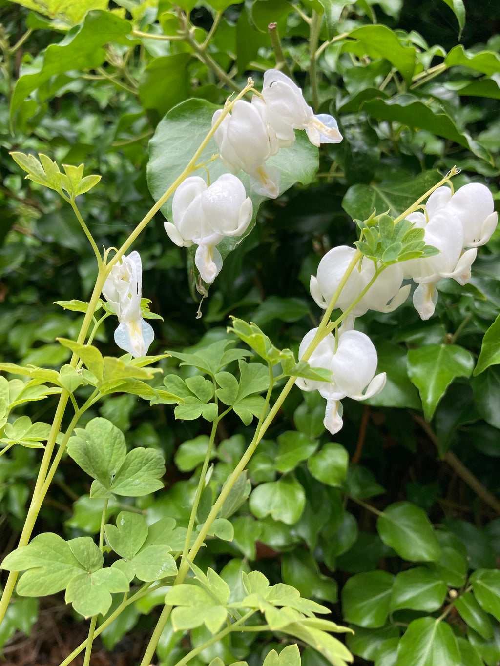 White Bleeding Heart Plant (Dicentra spectablis alba) Budding Sections of Roots (Free UK Postage)