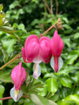 Pink Bleeding Heart Plant (Dicentra spectablis) 12cm Dia Pot Free UK Postage