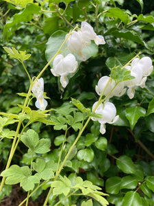 White Bleeding Heart Plant (Dicentra spectablis alba) 12cm Dia Pot (Free UK Postage)