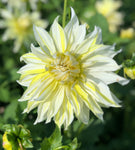 Dahlia 'Blondee' decorative giant flowered - 2, 3 or 5 tubers - Free delivery within the UK