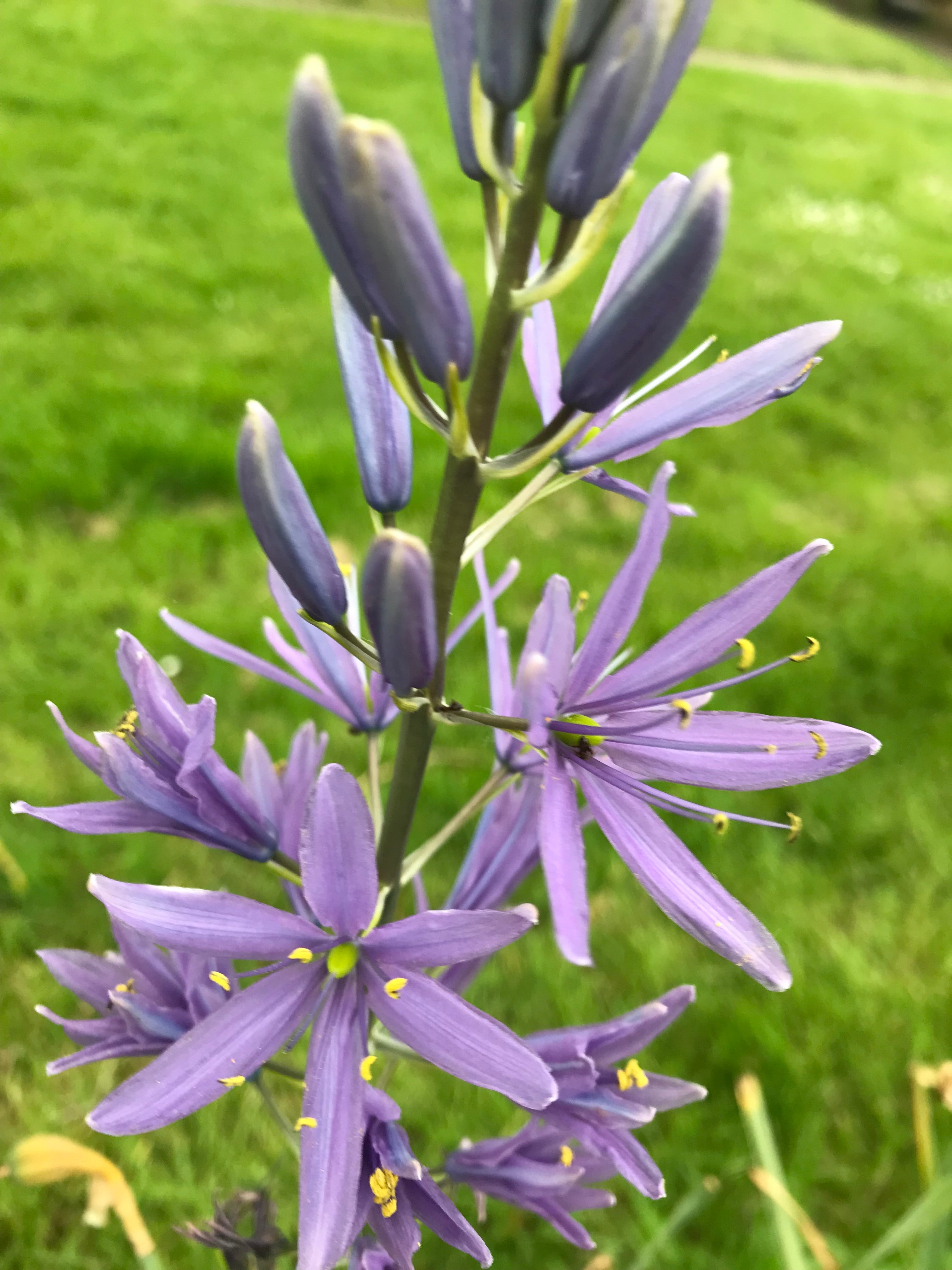 Blue Camassia leichtlinii  (Large Camas) Bulbs (Free Postage UK)
