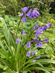 Pot of Cultivated Bluebell Bulbs (Hyacinthoides non-scripta) Free UK Postage
