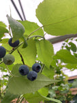 Blueberry Plant 'Colour Bells' (12 cm Dia Pots) Free UK Postage