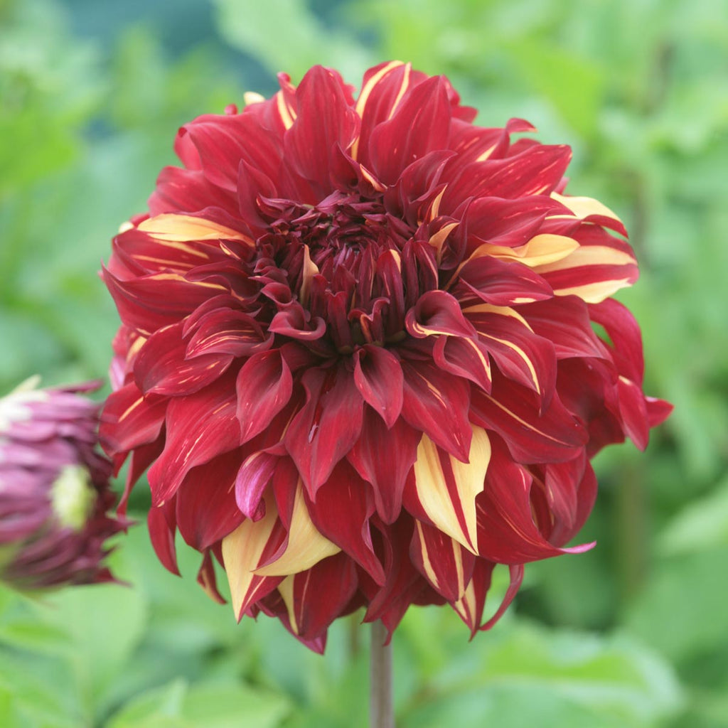 Dahlia 'Bohemian Spartacus' decorative dinnerplate flowered - 2, 3 or 5 tubers - Free delivery within the UK