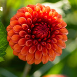 Dahlia 'Brown Sugar' ball flowered - 2, 3 or 5 tubers - Free delivery within the UK