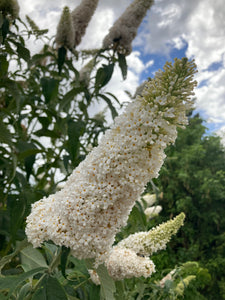 Buddleia 'White Profusion' Plants in a 9 cm Pot (Free UK Post)