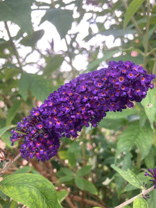 Fragrant Buddleia 'Black Knight' Plants in a 9 cm Pot (Free UK Post)