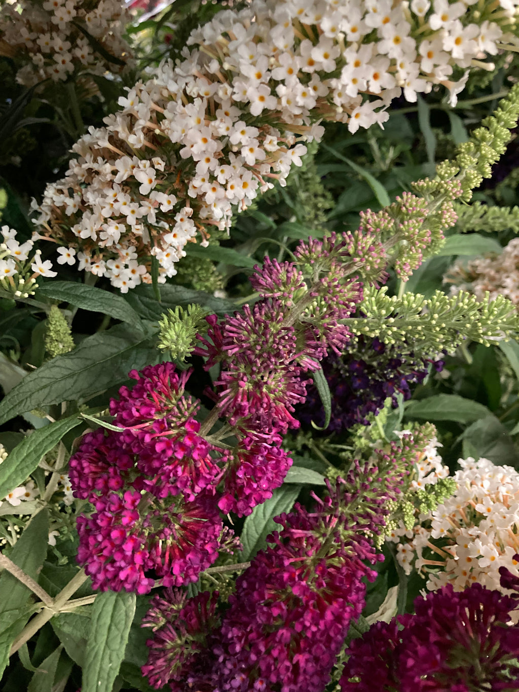 Mixed Buddleia Plants in 9 cm Pots (Free UK Post)