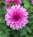 Dahlia 'Café Au Lait Rose' decorative dinnerplate flowered - 2, 3 or 5 tubers - Free delivery within the UK