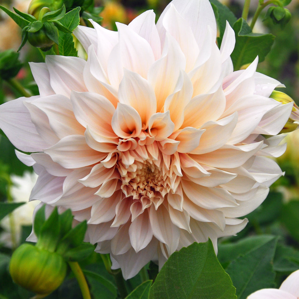 Dahlia 'Café Au Lait' decorative dinnerplate flowered - 2, 3 or 5 tubers - Free delivery within the UK
