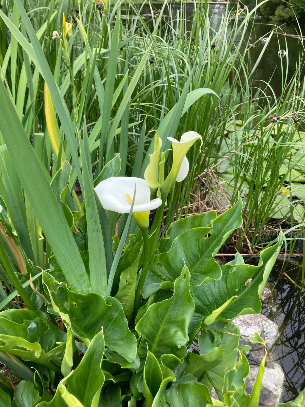 Aquatic Plant 'Zantedeschia aetiopica' (Corms) Free UK Postage