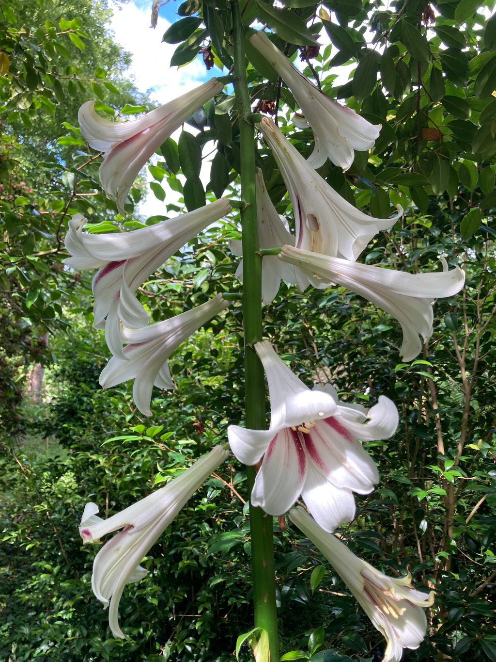 Cardiocrinum giganteum or Himalayan Lily - 1 Litre Pot (Free UK Postage)