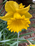 Daffodil 'Carlton' (Narcissus) Free UK Postage