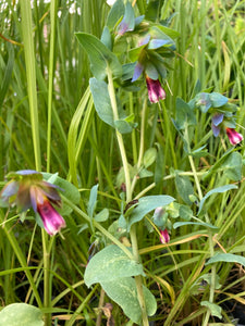 Cerinthe major 'Purpurascens' in 12cm Dia Pots (Free UK Postage)